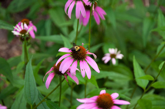 DSC_5596 Cone Flowers Bee