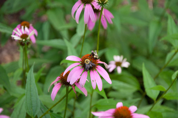 DSC_5595 Cone Flowers Bees