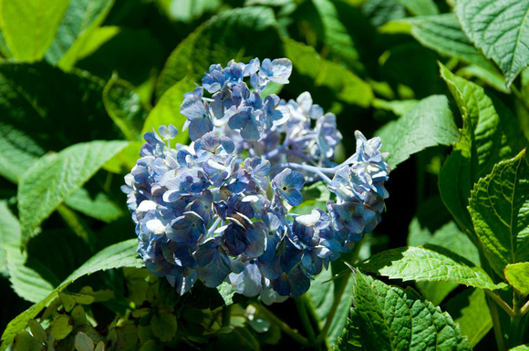 DSC_5626 Blue Flower