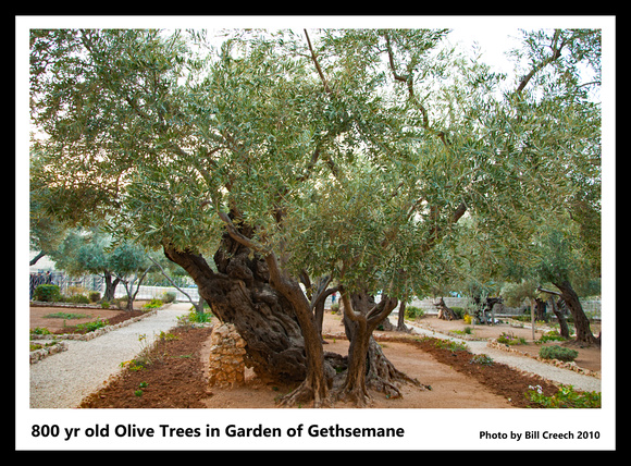 DSC_2139 800 yr old Olive Trees in Garden of Gethsemane