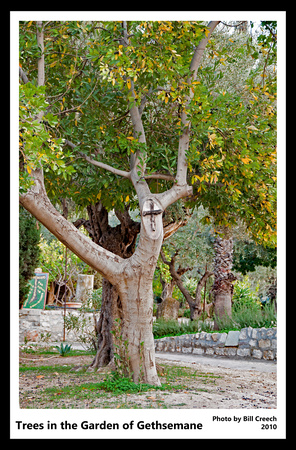 DSC_2146 Trees in Garden of Gethsemane