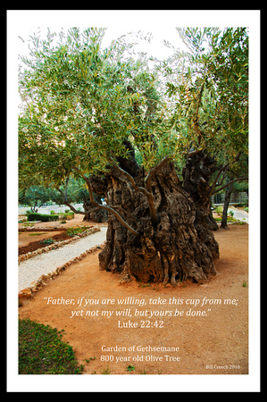 DSC_2138 Garden of Gethsemane Luke 22_42