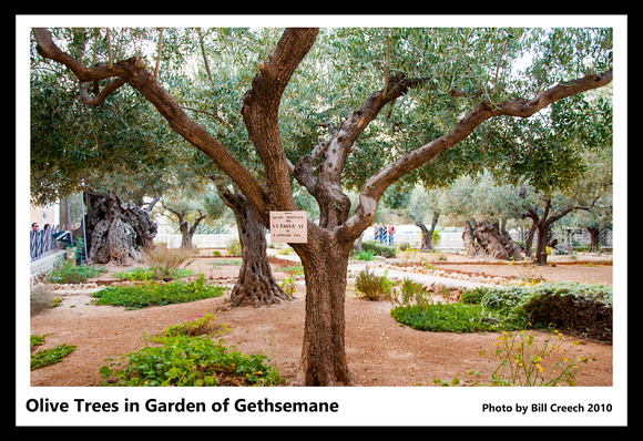 DSC_2140 Olive Trees in Garden of Gethsemane